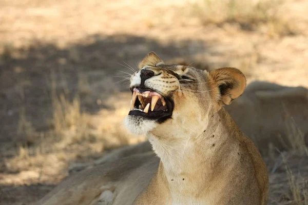 Λέαινα (Panthera leo) ξαπλωμένη στην άμμο στην έρημο Καλαχάρι. Η λέαινα με το ανοιχτό στόμα δείχνει δόντια. — Φωτογραφία Αρχείου