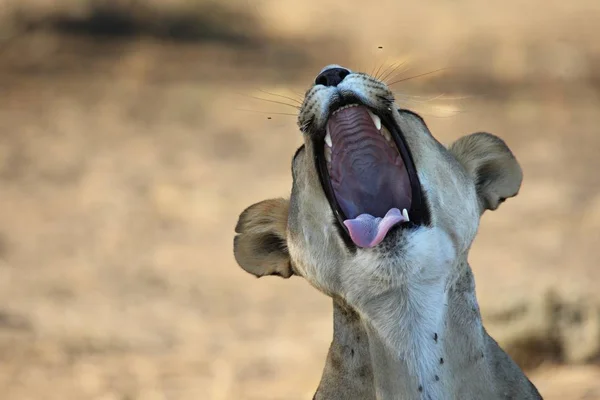 Leeuwin (Panthera leo) ligt in het zand in de Kalahari woestijn. Leeuwen met open mond tonen tanden. — Stockfoto
