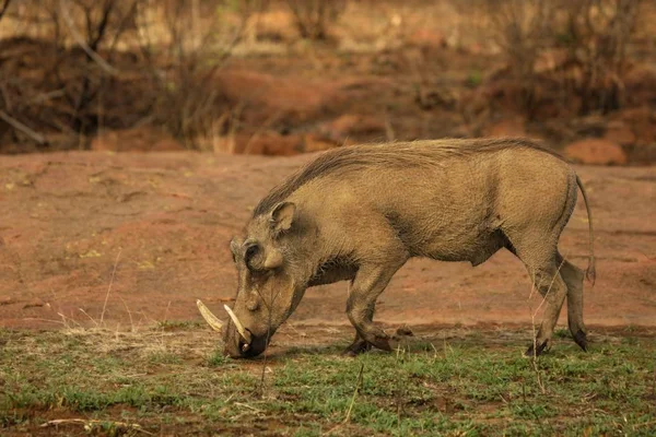 O warthog comum (Phacochoerus africanus) indo para o buraco da água . — Fotografia de Stock