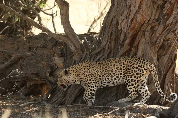 El leopardo africano (Panthera pardus pardus) después de la caza descansan a la sombra . — Foto de Stock