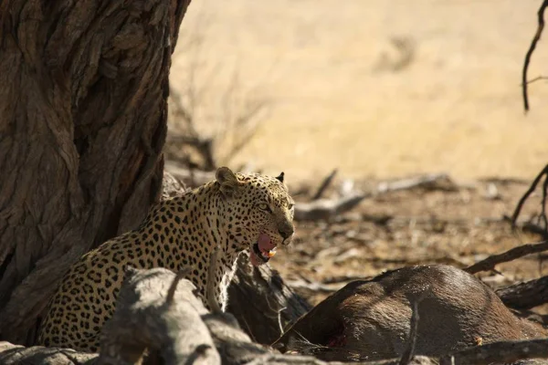 Il leopardo africano (Panthera pardus pardus) dopo la caccia con la morte gnu nella sabbia secca nel deserto del Kalahari . — Foto Stock