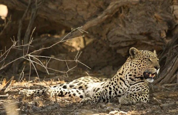 Leopardo: imágenes, fotos de stock libres de derechos | Depositphotos