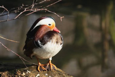 Kayanın üzerinde oturan mandalina ördeği (Aix galericulata). 