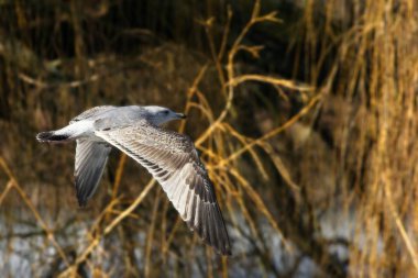 Sıradan martı (Larus canus) gölün üzerinde uçar..