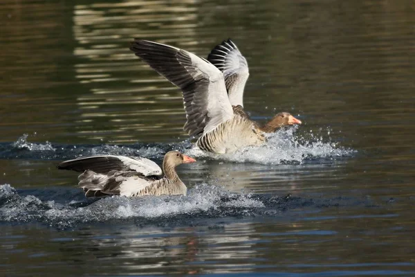 Dos langostas grises (Anser anser) aterrizando en el lago . — Foto de Stock