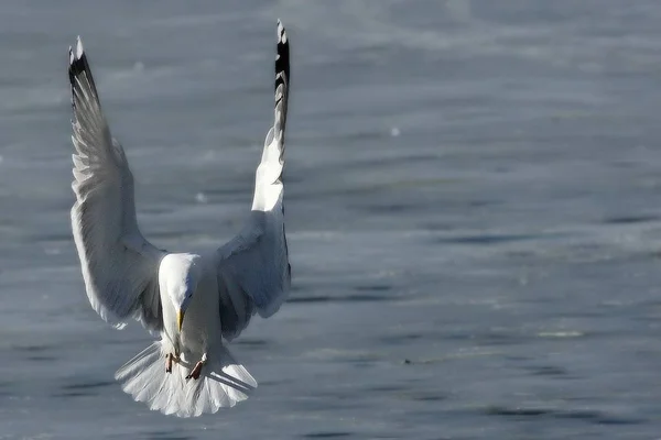 La Mouette à dos noir (Larus marinus) se pose sur la glace au soleil du matin . — Photo