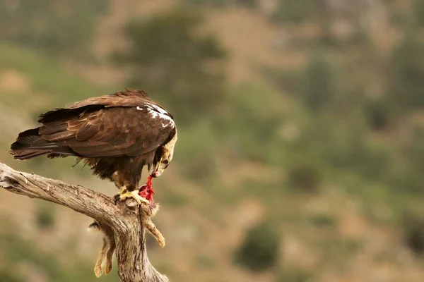 Spanischer kaiseradler (aquila adalberti), auch bekannt als iberischer kaiseradler, spanischer oder adalbert-adler, der mit einem todhasen füttert. — Stockfoto