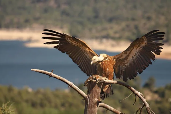 O abutre Griffon (Gyps fulvus) com um coelho morto no ramo. O abutre Griffon com asas expandidas . — Fotografia de Stock