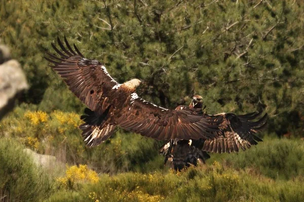 Arany sas (Aquila chrysaetos) és spanyol császári sas (Aquila adalberti) együtt harcolnak. — Stock Fotó