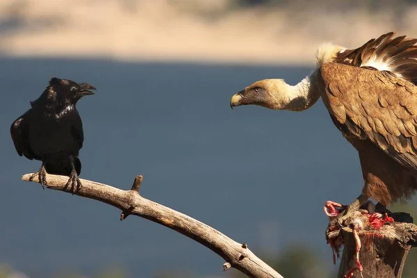 The Griffon vulture (Gyps fulvus) with a Common raven (Corvus corax) with a death rabbit. The raven is trying to steal the prey of the Griffon vulture.