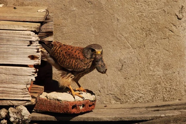 El cernícalo común (Falco tinnunculus) con un ratón muerto cerca del nido . — Foto de Stock