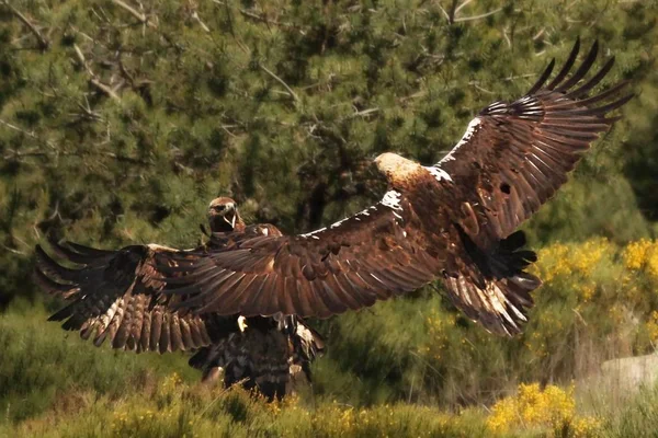 Gouden adelaar (Aquila chrysaetos) en Spaanse keizerarend (Aquila adalberti) vechten samen. — Stockfoto