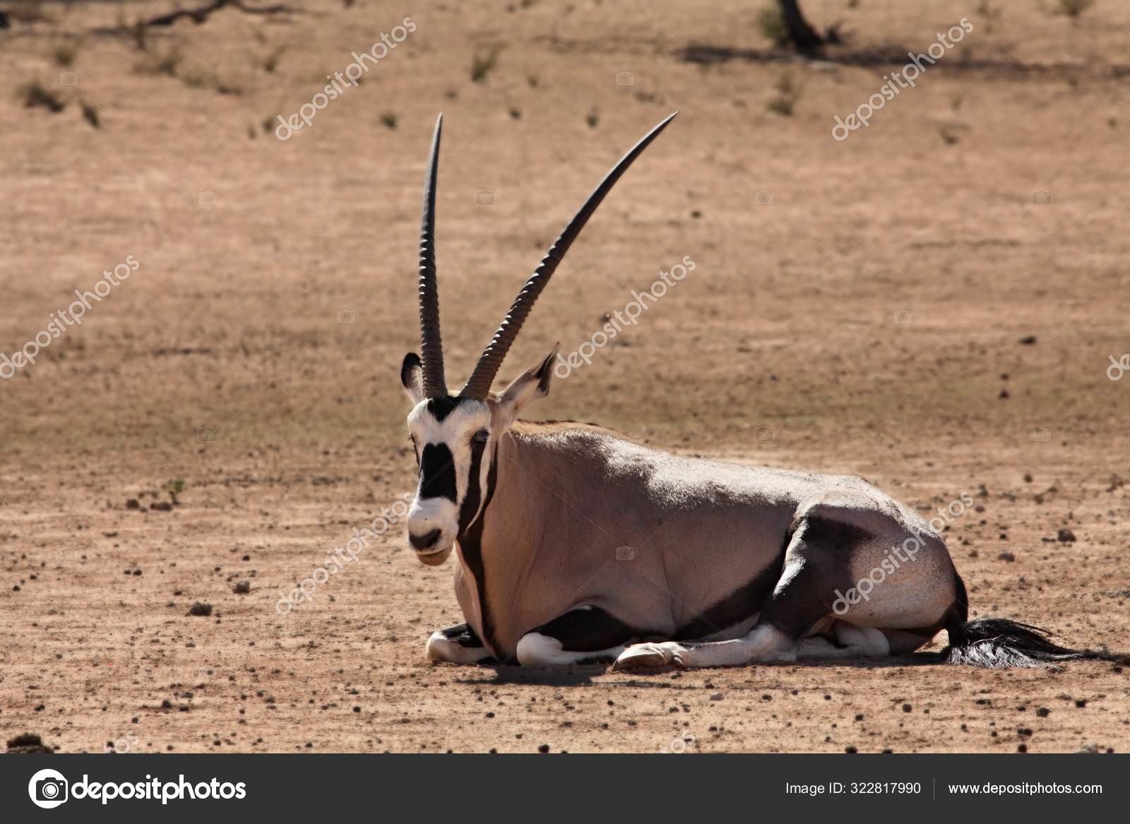 A gemsbuck - Oryx gazella gazella - seen fron the front. 55150201 Stock  Photo at Vecteezy, image size:1600x1167