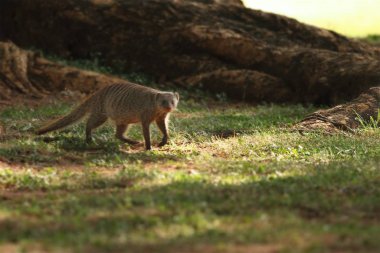Şeritli firavun faresi (Mungos mungo) ağaçların gölgesinde yeşil çimlerde koşar..