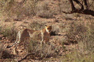 Çita (Acinonyx jubatus) erkek akşam güneşinde Kalahari çölünde yürür..