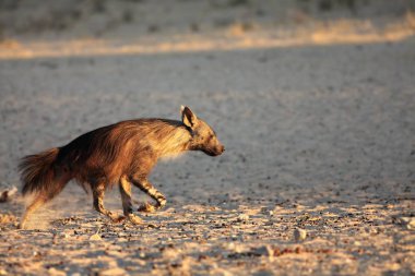 Sabah güneşinde su birikintisinden kaçan kahverengi sırtlan (Parahyaena brunnea). 
