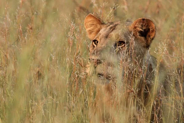 Aslan (Panthera leo) Güney Afrika safarisinde kuru çimenlerde saklanır..
