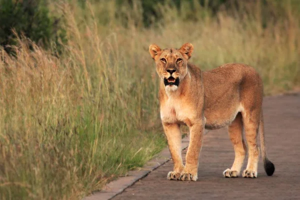 La leona (Panthera leo) se queda en la carretera en Sudáfrica Safari . — Foto de Stock