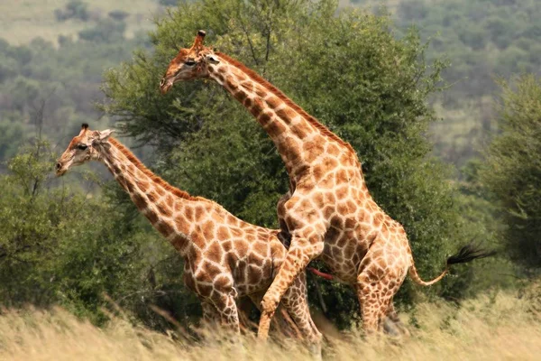 Um par de girafa africana (Giraffa camelopardalis giraffa) acoplamento no prado com árvores verdes no fundo . — Fotografia de Stock