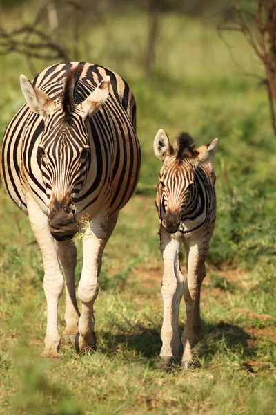 Una madre de Burchells Zebra (Equus quagga burchelli) con su pequeño y lindo bebé . —  Fotos de Stock