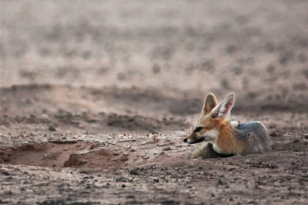 Cape fox (Vulpes chama) lying on the sand in Kalahari desert. — Stock Photo, Image