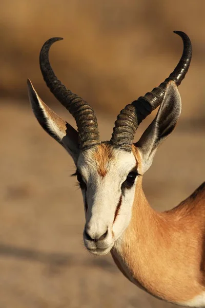 Ein Impala (aepyceros melampus) männliches Porträt, das ruhig in der trockenen Savanne bleibt. — Stockfoto