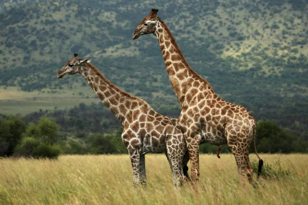 Een paar Afrikaanse giraffe (Giraffa camelopardalis giraffa) in het grasland met groene bomen op de achtergrond. — Stockfoto