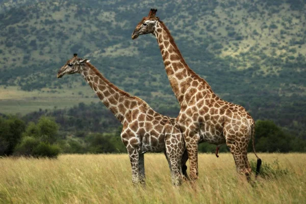 Bir çift Afrika zürafası (Giraffa camelopardalis zürafa) arka planda yeşil ağaçlarla çayırlarda çiftleşir.. 