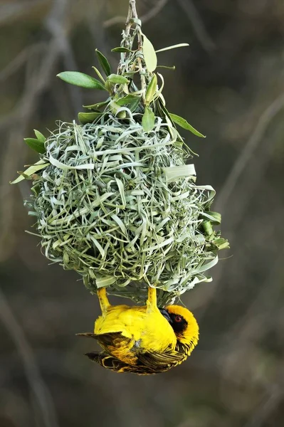 A southern masked weaver - African masked weaver (Ploceus velatus) is hanging from the nest.