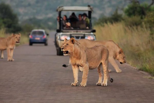 Гордость львов (Panthera leo) на дороге в ЮАР Safari . — стоковое фото