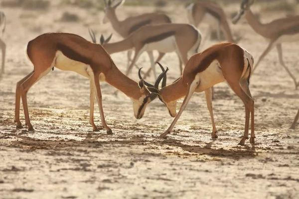 Dos springboks (Antidorcas marsupialis) machos peleando en la arena seca de Kalahari . —  Fotos de Stock