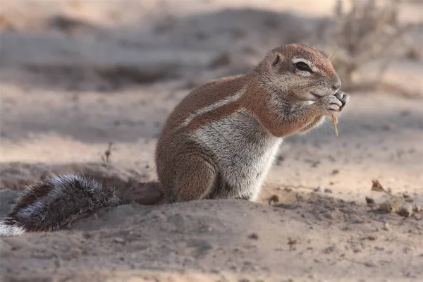 Die afrikanischen Ziesel (Gattung xerus), die auf dem trockenen Sand der Kalahari-Wüste sitzen und sich ernähren. — Stockfoto