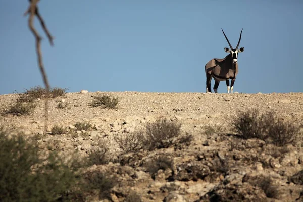 Гемсбок (Oryx gahaba), спокойно живущий в засушливой пустыне Калахари . — стоковое фото