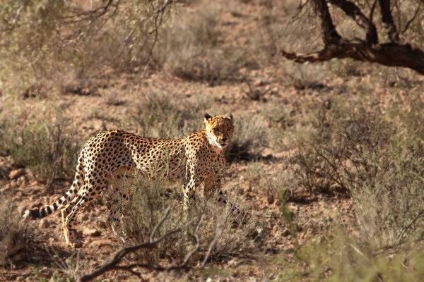 El macho guepardo (Acinonyx jubatus) caminando a través de la arena en el desierto de Kalahari bajo el sol de la tarde . — Foto de Stock