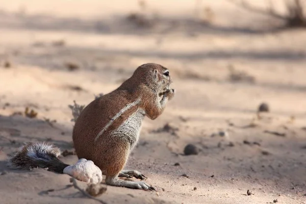 Les écureuils terrestres africains (genre Xerus) assis sur le sable sec du désert du Kalahari et se nourrissant . — Photo