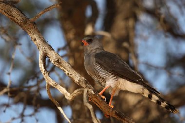 Güney soluk tenli ilahi kuşu (Melierax canorus) Kalahari Çölü 'nün gölgesindeki dalda oturmaktadır..