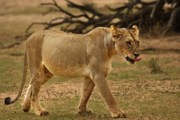 La lionne (Panthera leo) dans le désert du Kalahari . — Photo