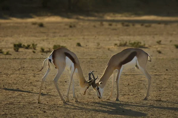 Dois springboks (Antidorcas marsupialis) machos lutando no deserto de Kalahari . — Fotografia de Stock