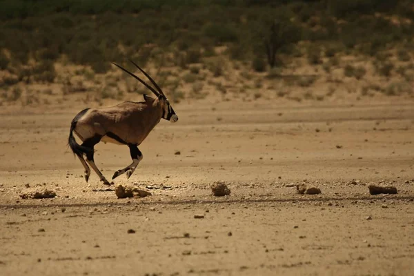 O gemsbok (ou gemsbuck) (Oryx gazella) correndo sobre o deserto ao sol da noite . — Fotografia de Stock