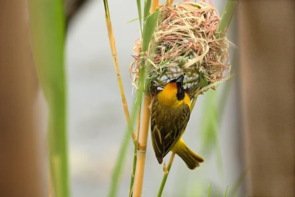 The village weaver (Ploceus cucullatus), or spotted-backed weaver or black-headed weaver sitting on the grass close to the nest. — Stock Photo, Image