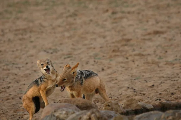 El par de chacales con respaldo negro (Canis mesomelas) jugando cerca del abrevadero en el desierto de Kalahari . — Foto de Stock
