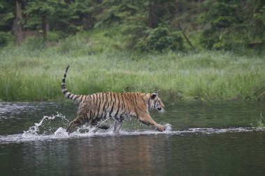 Sibirya kaplanı (Panthera tigris Dicle) veya Amur kaplanı (Panthera tigris altaica) ormanda suda yürür..