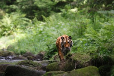 Sibirya kaplanı (Panthera tigris Dicle) veya Amur kaplanı (Panthera tigris altaica) nehirde yürür.. 