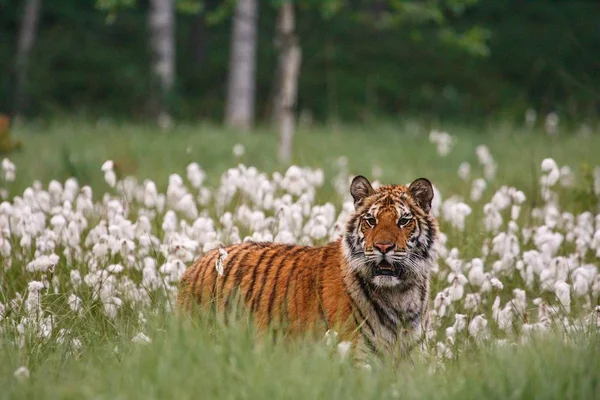 Сибирский тигр (Panthera tigris Tigris) или Амурский тигр (Panthera tigris altaica) на лугу . — стоковое фото