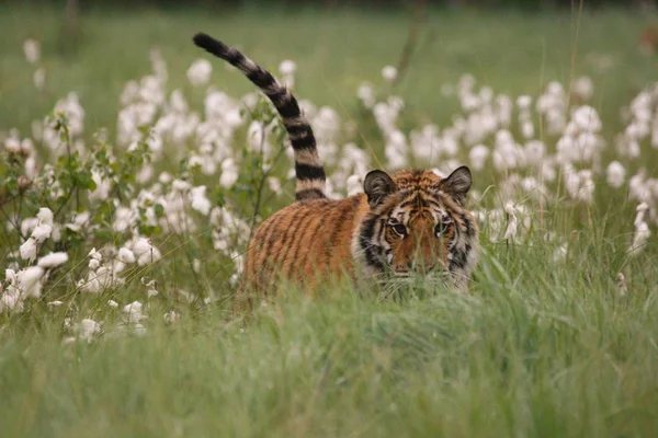 Der sibirische Tiger (panthera tigris tigris) oder der Amurtiger (panthera tigris altaica) im Grasland. — Stockfoto