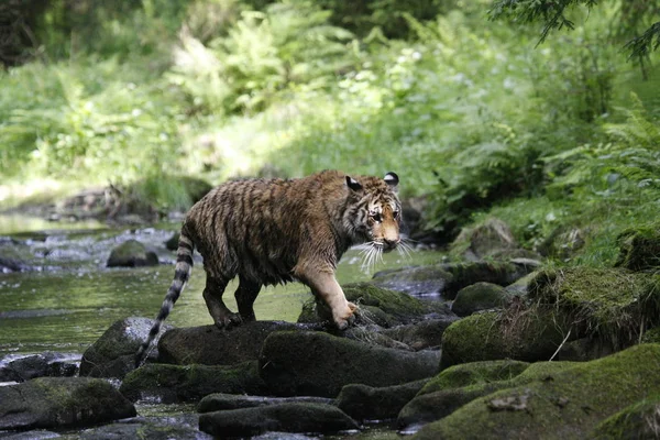 A szibériai tigris (Panthera tigris Tigris), vagy Amur tigris (Panthera tigris altaica) a folyóban sétáló erdőben. — Stock Fotó