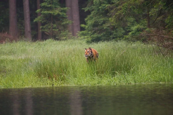 Сибірський тигр (Panthera tigris Tigris), або Амурський тигр (Panthera tigris altaica) в лісі, що ходить у воді.. — стокове фото