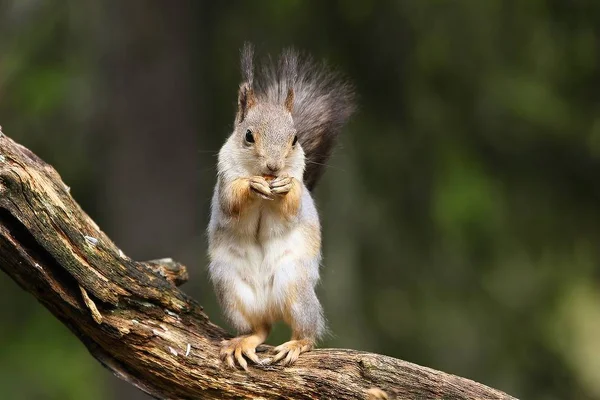 Egy vörös mókus (Sciurus vulgaris), más néven eurázsiai vörös sguirrel ül ágon egy zöld erdőben. — Stock Fotó