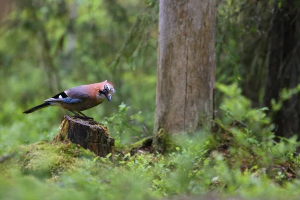 O Jay eurasiano (Garrulus glandarius) sentado no carimbo na floresta verde . — Fotografia de Stock