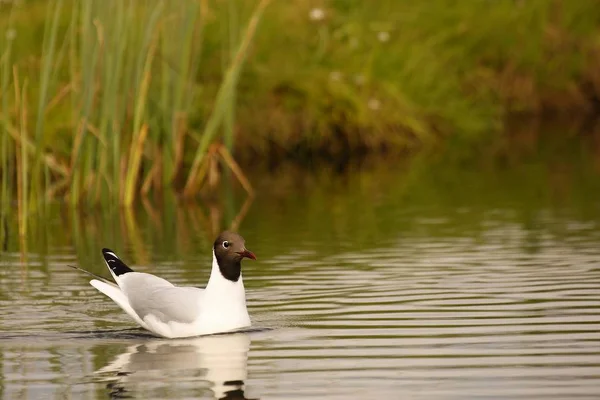 Egy nevető sirály (Leucophaeus atricilla) úszik a tavon. — Stock Fotó